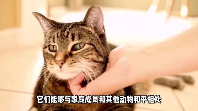 养猫者必看!猫咪旺家的六大特点解析!