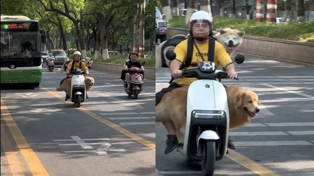 主人带狗子出来三排上网,小电驴被塞得满满当当:物似主人型!