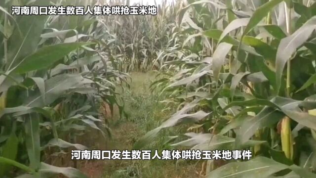 河南周口发生数百人集体哄抢玉米地