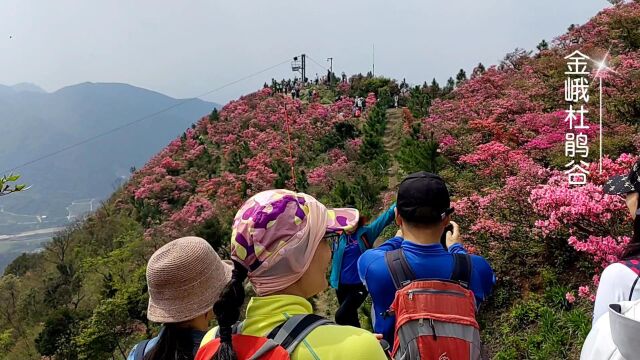 金娥山杜鹃谷