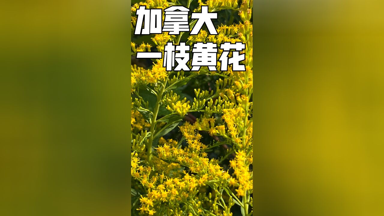 这种植物可以作为加拿大一枝黄花的克星吗?