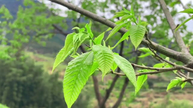 细细的品尝茶香,如同品尝美好的生活