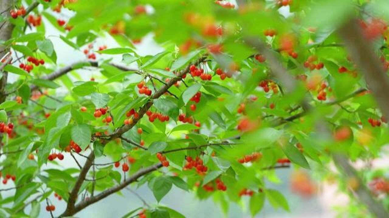 樱果飘香,陶醉春光!让我们一起跟随记者小严,去沙河镇樱花谷体验樱桃采摘的乐趣吧~