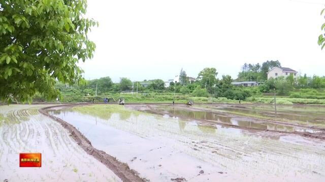 湖南省衡阳市,石鼓区推行水稻种植社会化服务