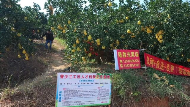 广西容县:23万亩沙田柚飘香+总产值达30亿元