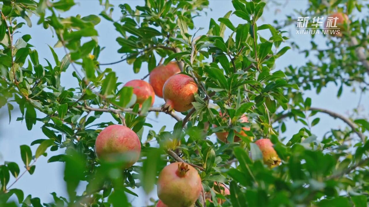 河南:金秋时节 特色种植养殖喜迎丰收