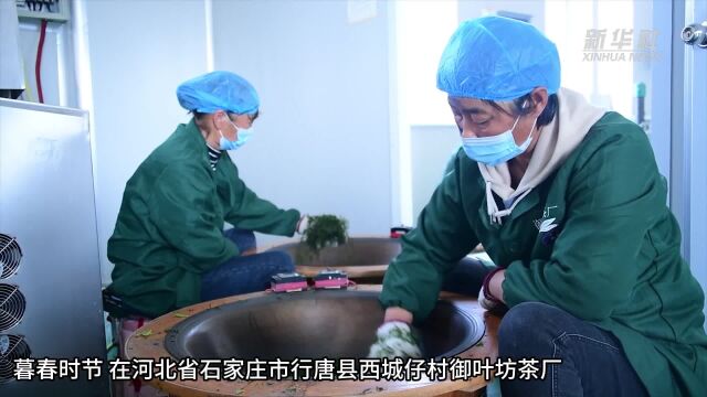 石家庄行唐:特色“茶经济”助农增收促振兴