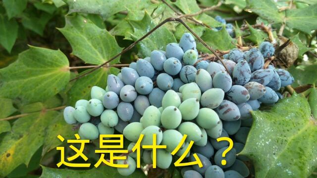 郑州绿化带里,一种神奇的植物,你能叫出它的名字吗?