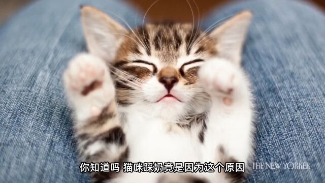 你知道吗?猫咪踩奶竟是因为这个原因.