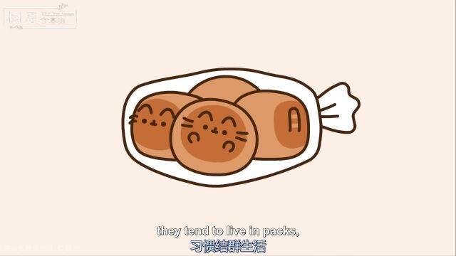 Pusheen Cat:胖吉猫纪录片