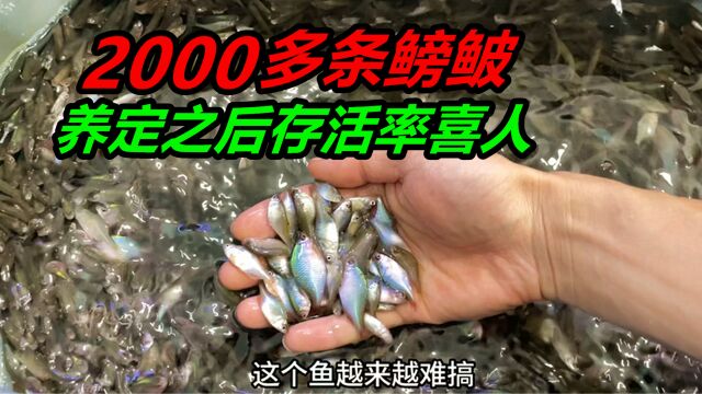 挑战将2000多条鳑鲏鱼,进行高密度饲养,并且能够大量存活