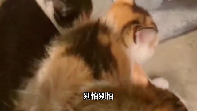 实战演练课程