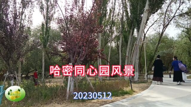 哈密同心园风景