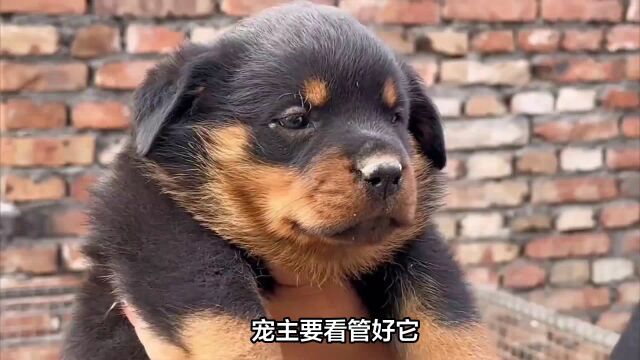 罗威纳犬咬人多半是这5种原因导致的