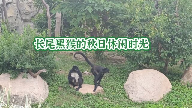 长尾黑猴的秋日休闲时光