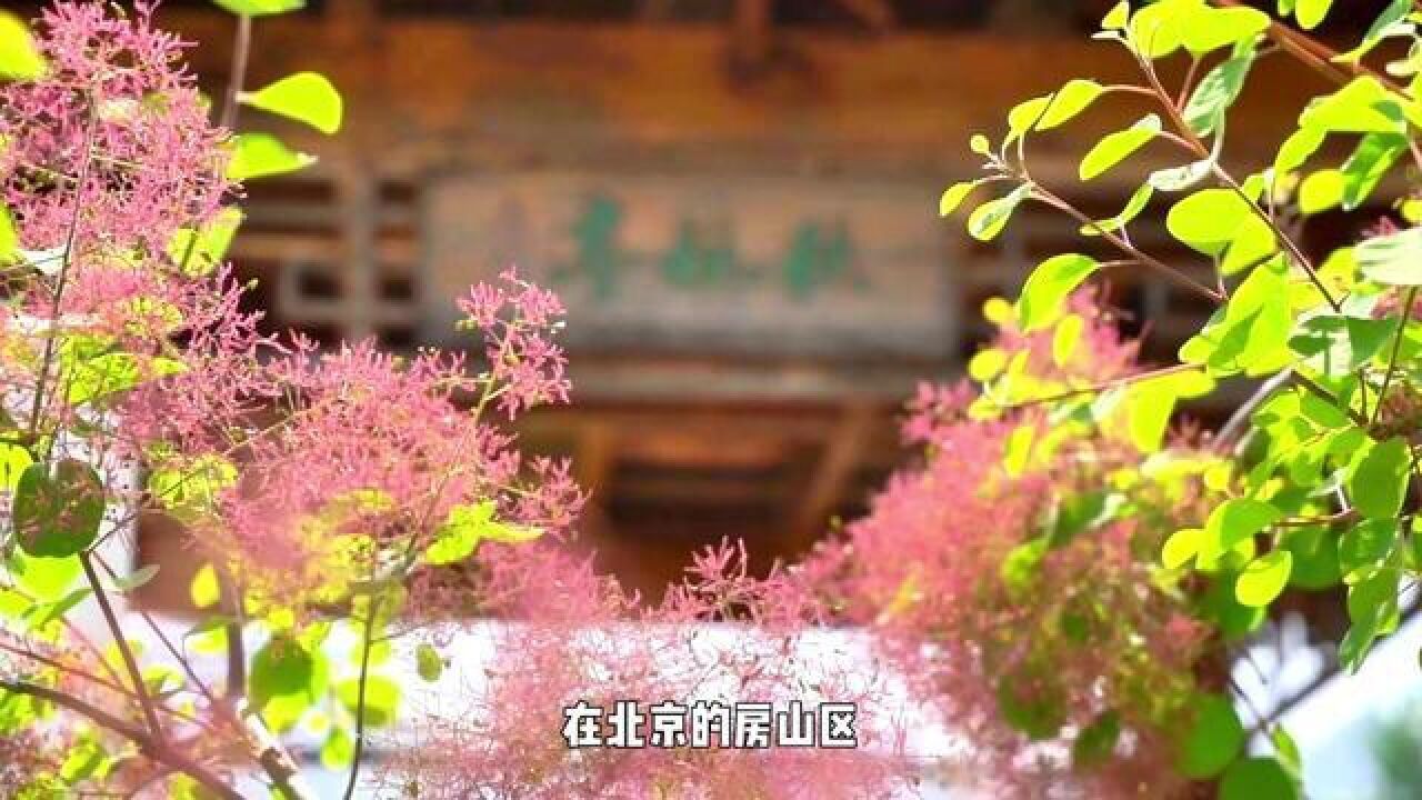 北京市,来房山看黄栌花吧