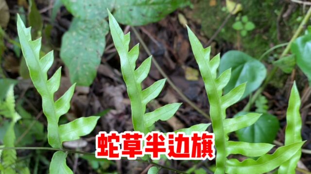 半边旗也叫“半边风药”,遇到挖一些回家