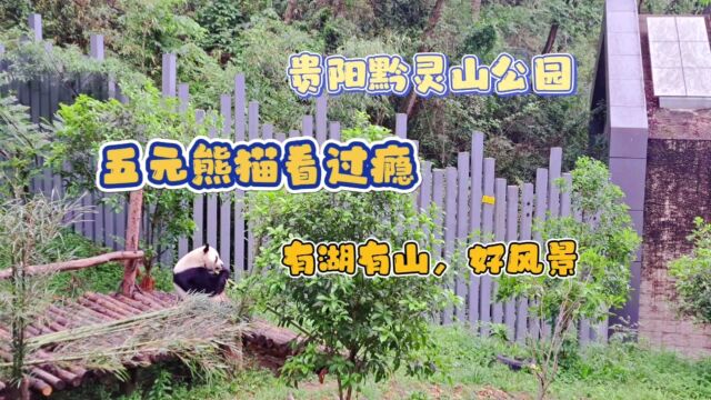 贵阳黔灵山公园,有湖有山,好风景,动物园内5元熊猫看过瘾