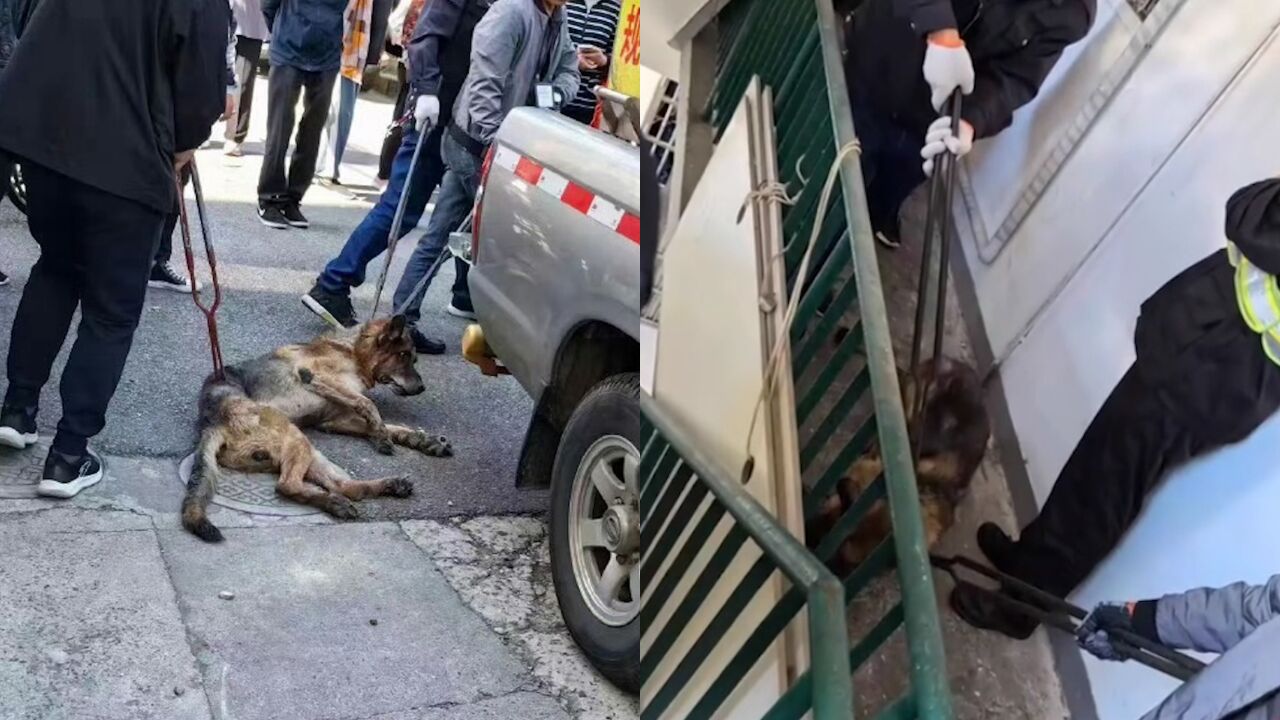 上海通报“民警上门抓德牧”:主人无证饲养烈性犬,主动将犬只交出