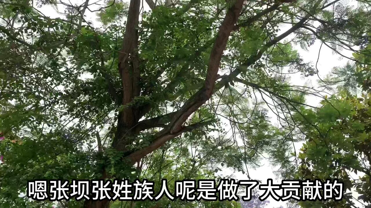 泸州张坝桂圆林,今年扬花多,蜜蜂繁忙这里景色如画