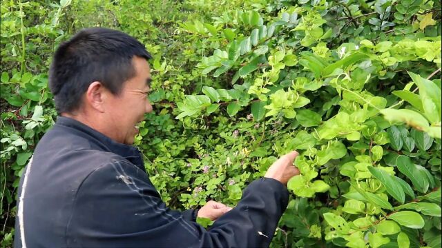 夏天阿松容易上火,松妈妈带他上山摘野生金银花,煮茶健康又好喝