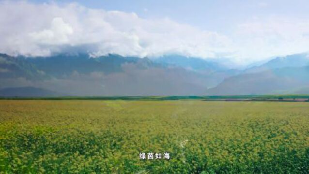 在黄河岸上踏歌前行——“重温总要求 谱写新篇章”主题活动侧记