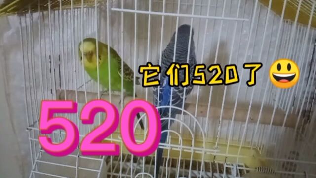 520的来历你知道吗?