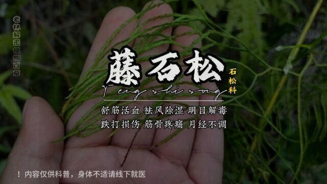 藤石松,不仅是药用植物,而且还是国二野生保护植物!