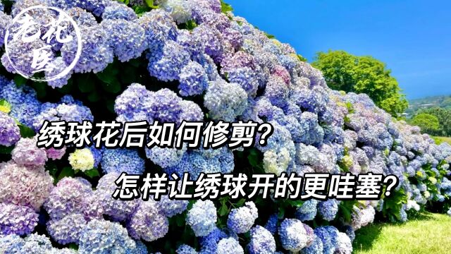 绣球花后如何修剪?怎样让绣球开的更哇塞?