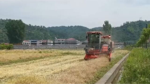 陕西汉阴14.8万亩油菜迎来收获