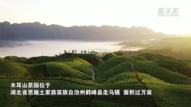 千城胜景|湖北鹤峰:初夏茶园美如画