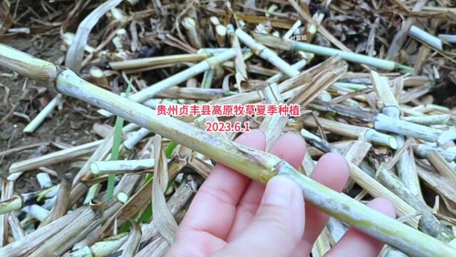 贵州贞丰县高原牧草夏季种植,天气干旱也是这样种就可以了#牧草种植 #助力三农 #农业种植