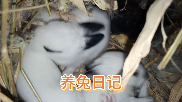 养兔日记,出生十三天的小兔子胆子真小!!