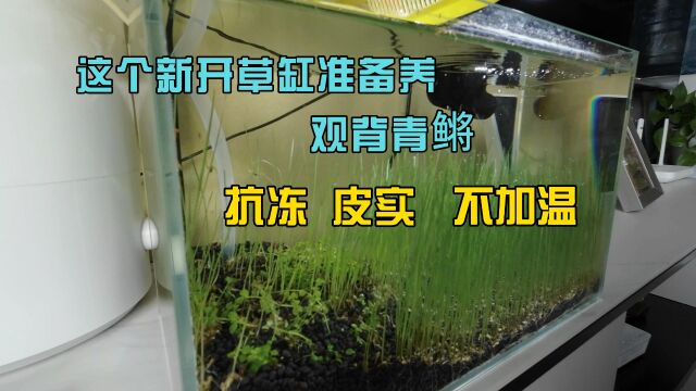 新开草缸准备养观背青鳉、抗冻皮实不加温,懒人养鱼的首选