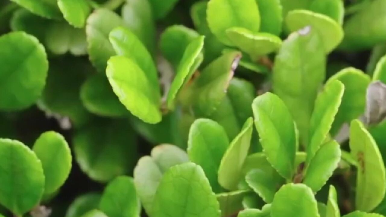 植物,是海岛岛路生态系统中,重要的组成部分