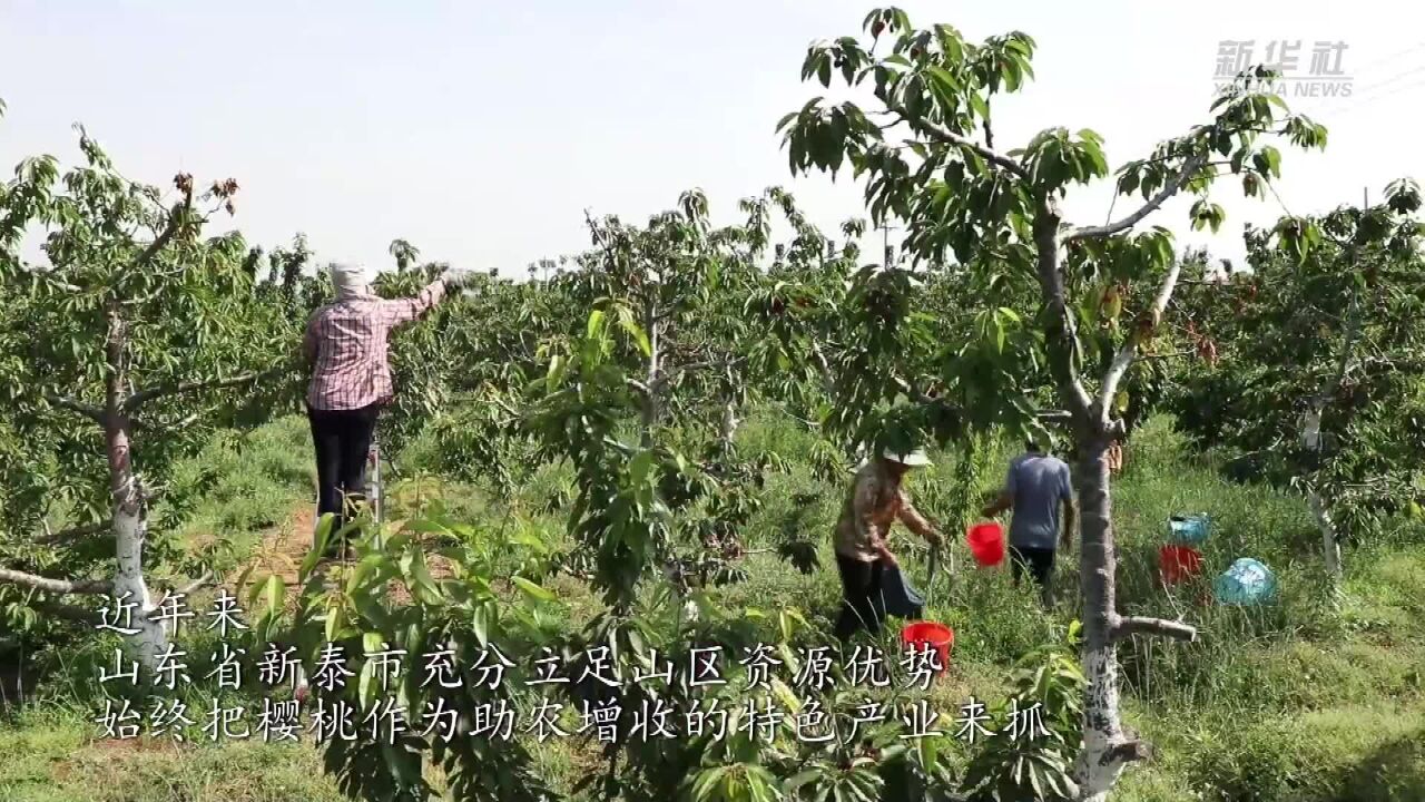 山东新泰:万亩樱桃产销两旺 带“红”乡村富了果农