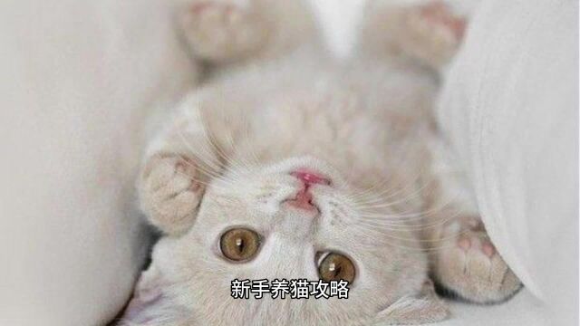 新手养猫有什么攻略可以分享?