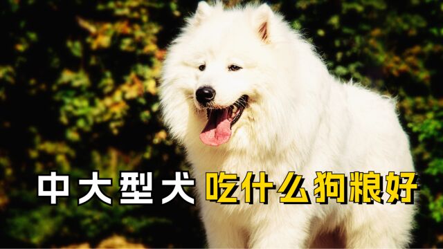 中大型犬吃什么狗粮好?家人们可以闭眼入!