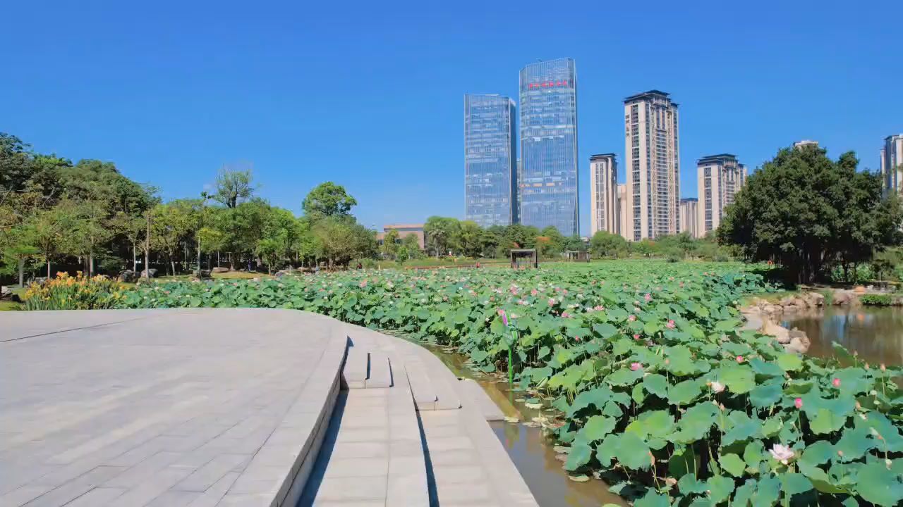 诗意初夏!福建漳州荷花成片盛开