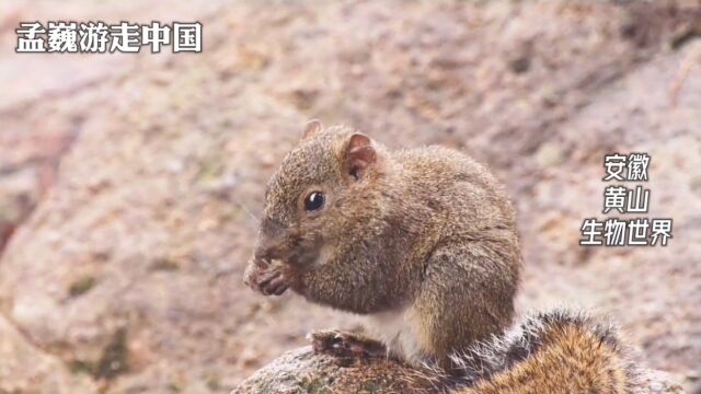 黄山的生物世界