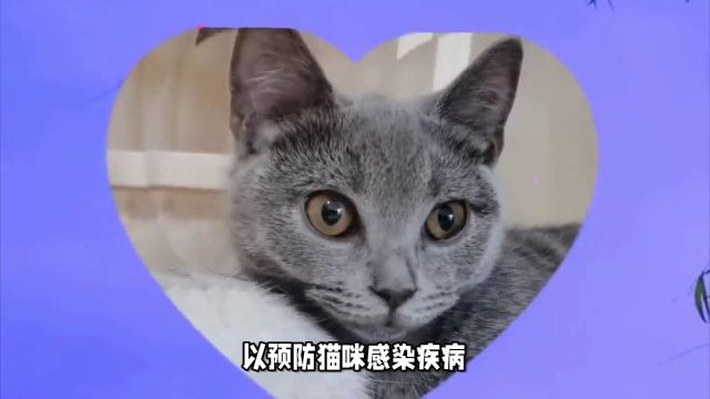 蓝猫喂养指南攻略!