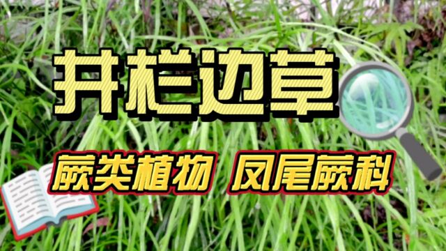 蕨类植物——井栏边草