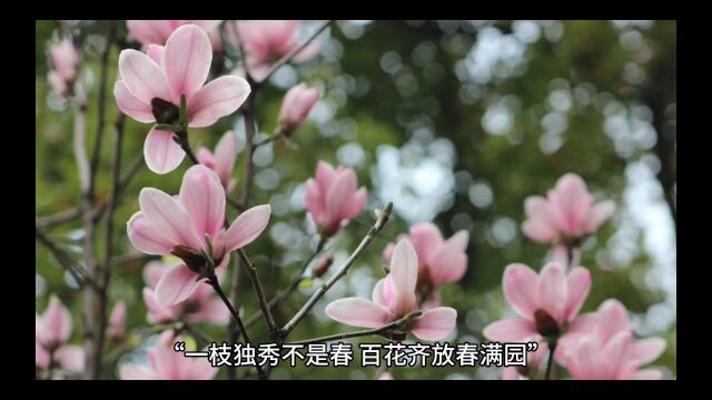 一枝独秀不是春,百花齐放春满园.