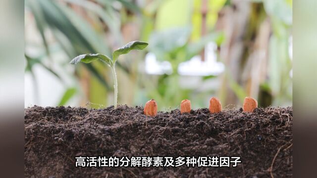 什么是巨大芽孢杆菌及其应用