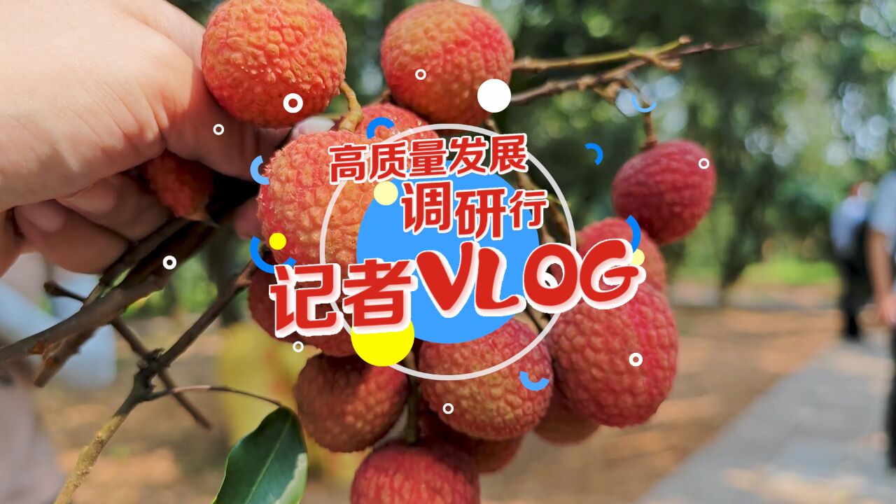 高质量发展调研行Vlog|甜!实“荔”出圈,岭南佳果“成团出道”走四方