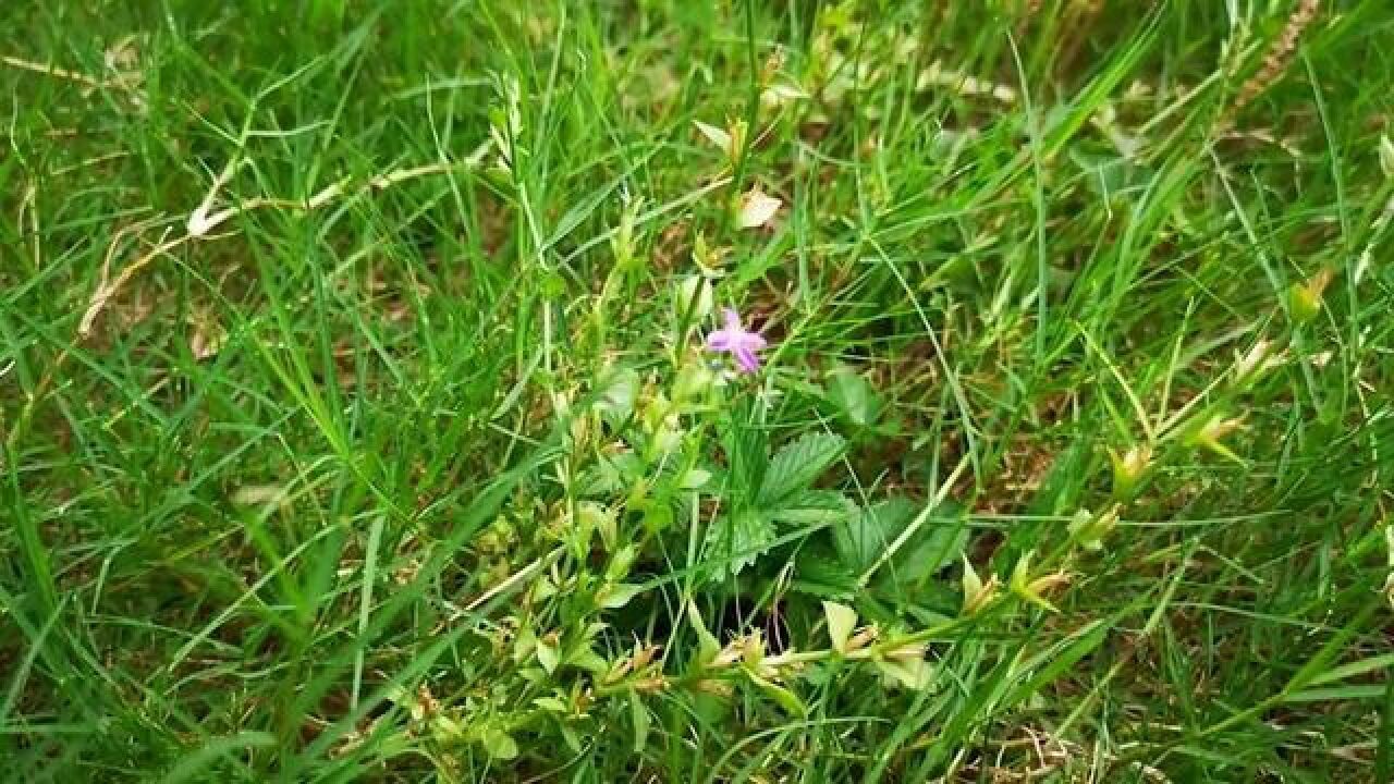 湖北省武汉市,武汉全市排查植物杀手异檐花