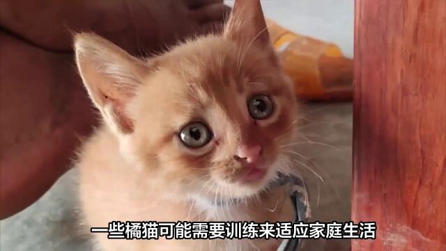 橘猫照顾9大忌讳,你注意了吗?