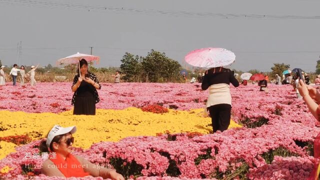 芜湖峨桥的菊花开了五颜六色 开成了网红打卡地