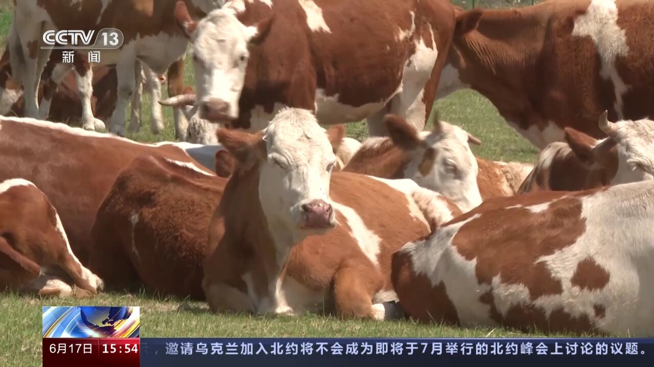 内蒙古阿鲁科尔沁旗游牧转场 36小时迁徙抵达夏营地