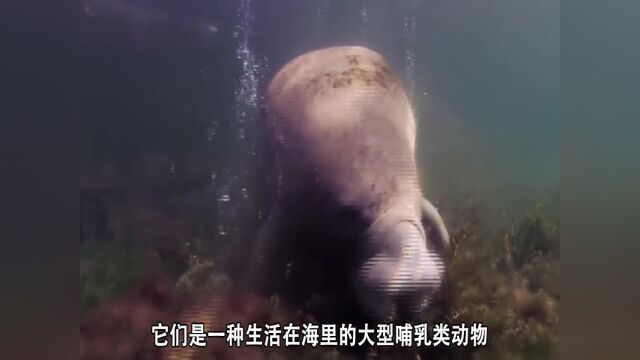 盘点被人类吃到灭绝的动物:美人鱼的原型大海牛,长江精灵白鳍豚